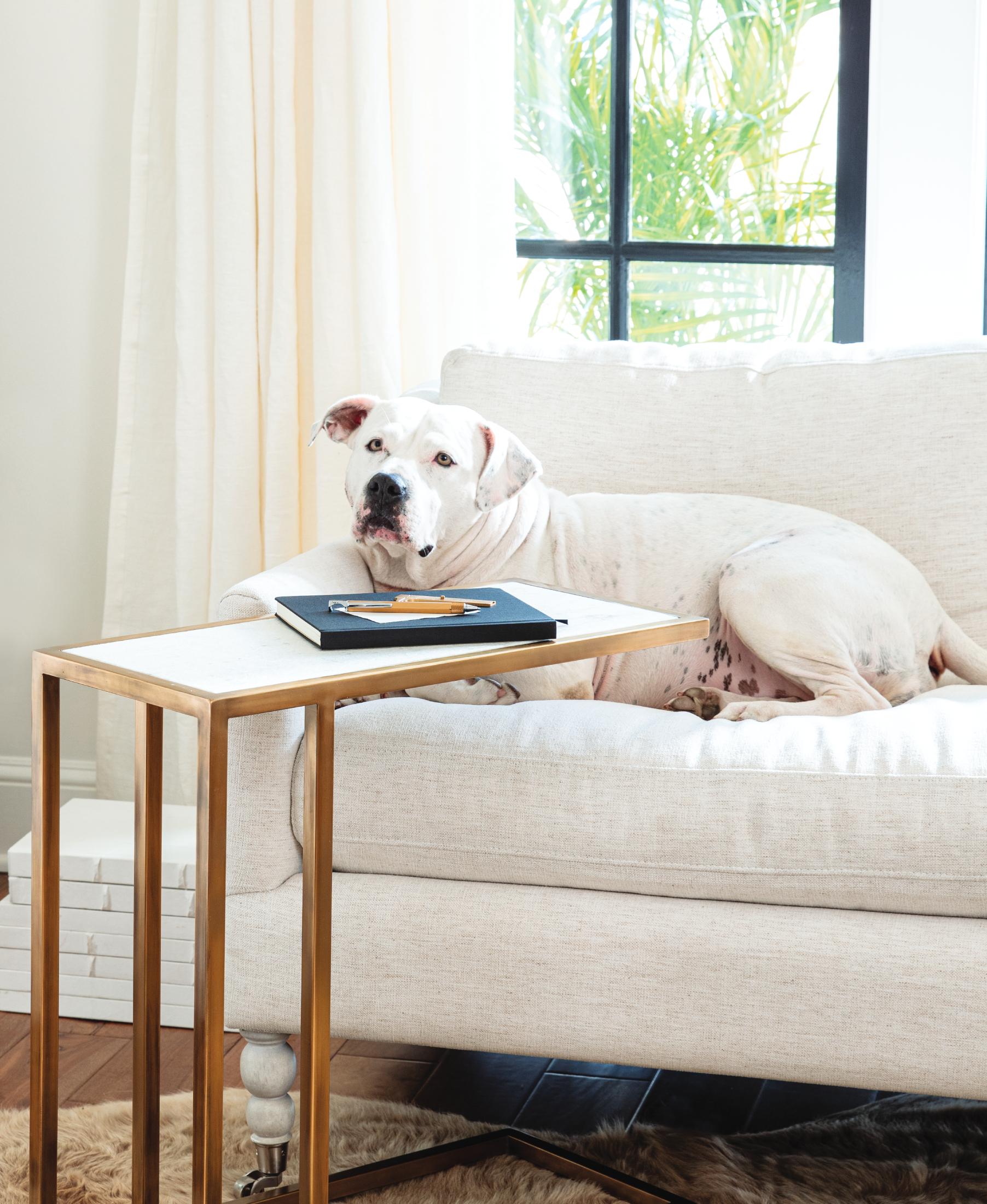 white dog sitting on a couch in front of a sofa hugger