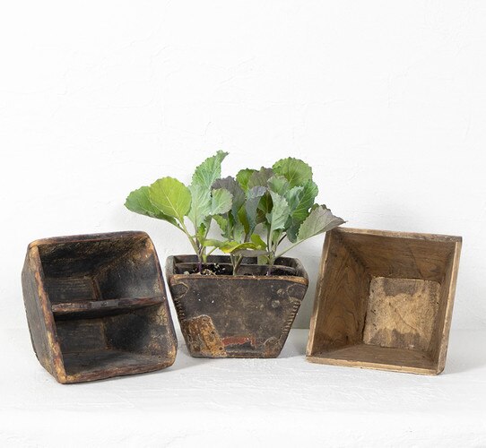 Three mini rice containers, one with plants potted in it