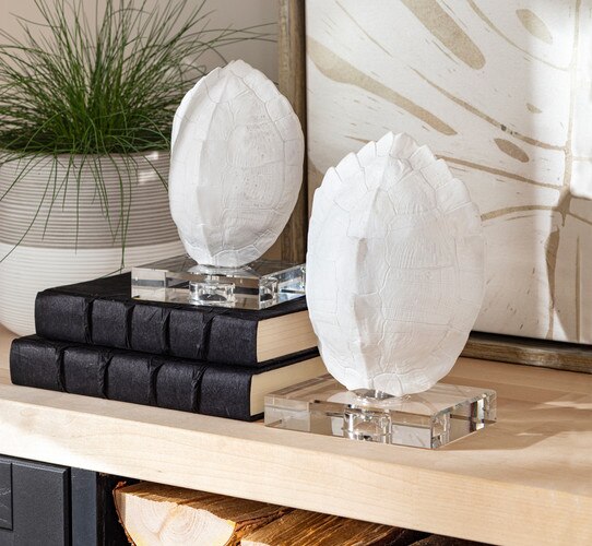 Two white turtle shells, one resting on two black leather-bound books, beside a potted plant