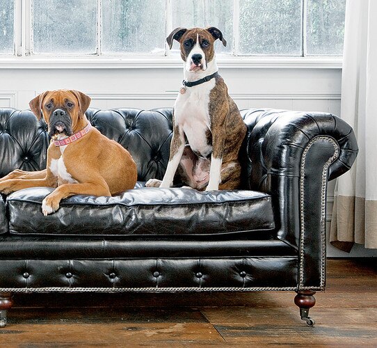 Black leather sofa with two dogs sitting on it