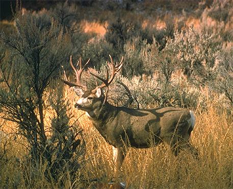 A white tailed deer standing in a desert field